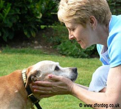 Golden Oldies - The Joys of a Grey Muzzle