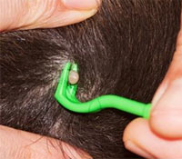 safely removing a tick on a dog