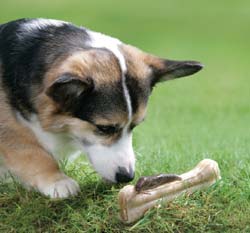 how do dogs catch lungworm