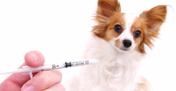 small dog being vaccinated by a vet