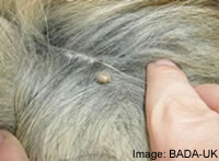 tick on a dog