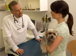 vet talking to dog owner