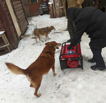 Help Ukraine Animals Caught in Conflict