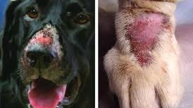 Alabama Rot skin lesions on dogs