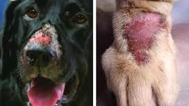 Alabama Rot Warning & Symptoms