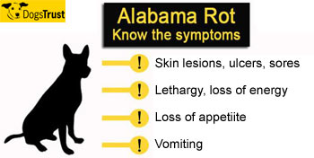 Alabama Rot symptoms in dogs