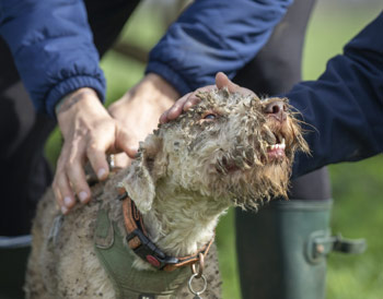 RSPCA Rescue of Arlo Dog from Badger Sett