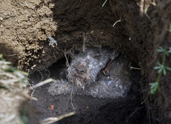 Arlo Dog Down Badger Sett