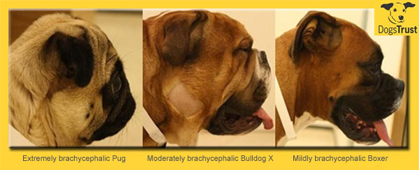 Brachycephalic Obstructive Airway Syndrome in short nosed dogs