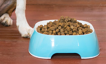 bowl of dog kibble