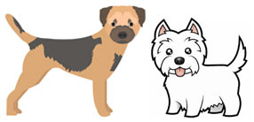 Wire coated dogs - Border Terrier, Westie