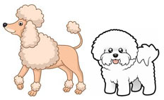 Curly coated dogs - Bichon Frise, Poodle
