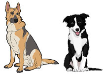 Double coated dogs - German Shepherd, Border Collie