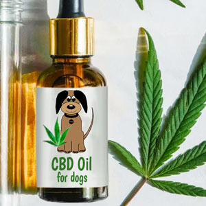 CBD Oil for Dogs