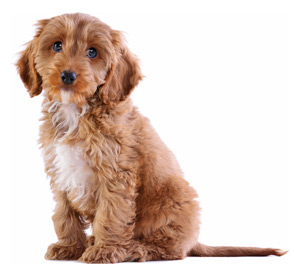 Cockapoo breed guide