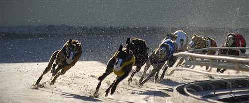 Cut the Chase ban greyhound racing campaign