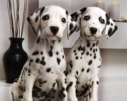 dalmatian puppies