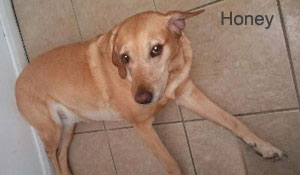 Animal distance healing - Honey