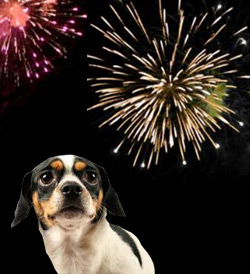 are all dogs scared of fireworks