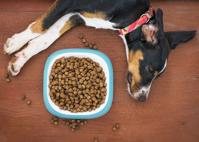 The Best Food For Your Dog?