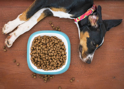 Healthiest way to deals feed your dog