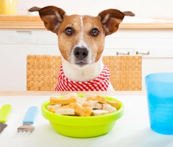 Compare Dog Food Quality & Price