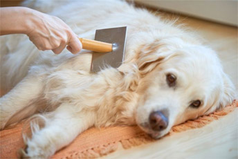 How to brush your dog