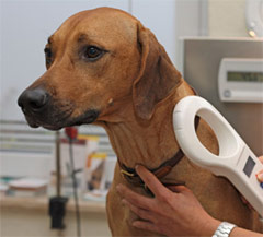 dog having microchip scanned