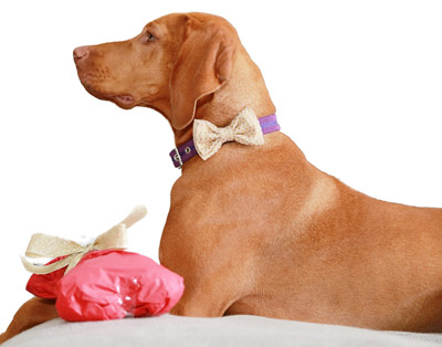 dog collar bow tie