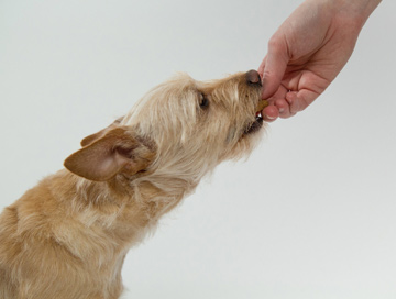 dog eating a treat