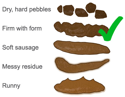 Dog poop chart poo health scale