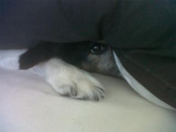 dog hiding in bed