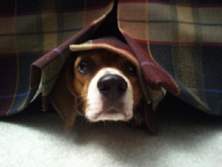 dog hiding