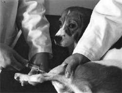 dog laboratory testing
