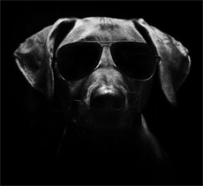 dog not seen in the dark