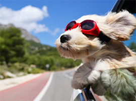 dog hanging out of car window