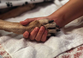 dog paw in hand