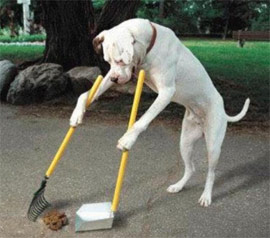 dog scooping poop