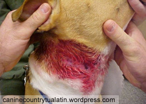 dog with a shock collar injury