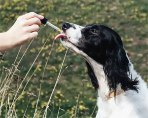 Chien prenant de l'huile de CBD via un compte-gouttes