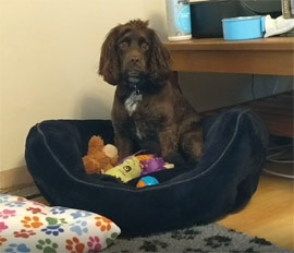 Working at home with your dog during lockdown