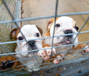 Don't Fuel The Cruel Puppy Trade