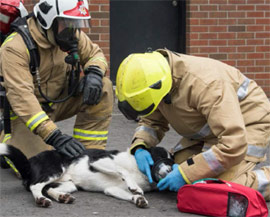 Pet Oxygen Masks for UK Fire Service