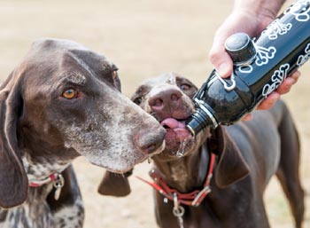 Lick and Flow dog water bottle no bowl needed