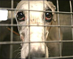 Greyhound racing is cruel