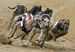 Racing greyhounds