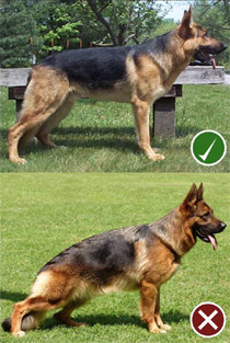 German Shepherd Dog then and now