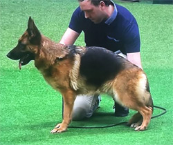 GSD winner at Crufts 2016