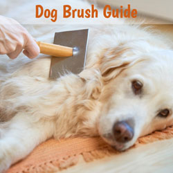 The Best Dog Brush for Your Dog?