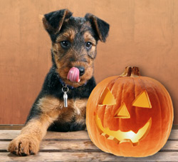 Halloween pumpkin dog treat recipes